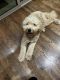 Goldendoodle Puppies for sale in Grapevine, TX 76092, USA. price: NA