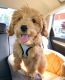 Goldendoodle Puppies for sale in Boise, ID 83709, USA. price: $600