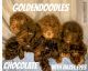 Goldendoodle Puppies for sale in South Holland, IL, USA. price: $1,500