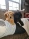 Goldendoodle Puppies for sale in Woodhaven, MI 48183, USA. price: $2,100