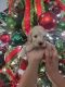 Goldendoodle Puppies for sale in Kirksville, MO 63501, USA. price: NA
