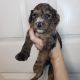 Goldendoodle Puppies for sale in Temecula, CA, USA. price: $3,000