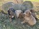 Goldendoodle Puppies for sale in Hume, VA 22639, USA. price: $1,500