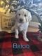 Goldendoodle Puppies for sale in Roseville, CA, USA. price: $2,800