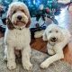 Goldendoodle Puppies for sale in Lockeford, CA, USA. price: NA