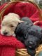 Goldendoodle Puppies for sale in Ephrata, PA 17522, USA. price: $2,000