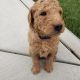 Goldendoodle Puppies for sale in Temecula, CA, USA. price: $2,000