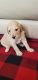 Goldendoodle Puppies for sale in Marion, IL 62959, USA. price: $900
