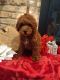 Goldendoodle Puppies for sale in Warsaw, IN, USA. price: $500