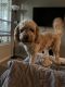 Goldendoodle Puppies for sale in Tampa, FL, USA. price: $4,000