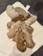 Goldendoodle Puppies for sale in Cypress, TX, USA. price: $1,850