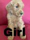 Goldendoodle Puppies for sale in Tucson, AZ 85741, USA. price: NA