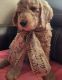 Goldendoodle Puppies for sale in Calhan, CO 80808, USA. price: NA
