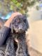 Goldendoodle Puppies for sale in Marana, AZ, USA. price: $1,500