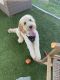 Goldendoodle Puppies for sale in Tampa, FL, USA. price: NA