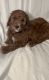 Goldendoodle Puppies for sale in Carbondale, IL, USA. price: $1,200