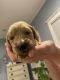 Goldendoodle Puppies for sale in Jenison, Georgetown Twp, MI 49428, USA. price: NA