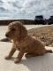 Goldendoodle Puppies for sale in Waxahachie, TX, USA. price: $2,800