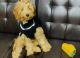 Goldendoodle Puppies for sale in Putnam Valley, NY 10579, USA. price: $1,500