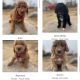 Goldendoodle Puppies for sale in Eagle Lake, MN, USA. price: $1,800