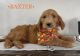 Goldendoodle Puppies for sale in Woodburn, IN 46797, USA. price: NA