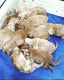 Goldendoodle Puppies for sale in Jordan, MN 55352, USA. price: $1,200