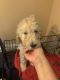 Goldendoodle Puppies for sale in Waterboro, ME, USA. price: $1,000