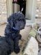 Goldendoodle Puppies for sale in Joshua, TX 76058, USA. price: NA