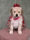 Goldendoodle Puppies for sale in Chatham, VA 24531, USA. price: $400