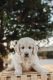 Goldendoodle Puppies for sale in Chuckey, TN 37641, USA. price: $1,300