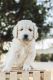 Goldendoodle Puppies for sale in Chuckey, TN 37641, USA. price: $1,300