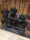 Goldendoodle Puppies for sale in Bolingbrook, IL, USA. price: $850