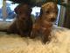 Goldendoodle Puppies for sale in Coeur d'Alene, ID, USA. price: $1,000