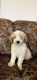 Goldendoodle Puppies for sale in Peebles, OH 45660, USA. price: $600