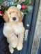 Goldendoodle Puppies for sale in Covina, CA, USA. price: $3,500