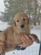 Goldendoodle Puppies for sale in Lewiston, MI 49756, USA. price: NA