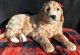 Goldendoodle Puppies for sale in Lowell, MA, USA. price: $1,000