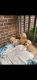 Goldendoodle Puppies for sale in Middle River, MD 21220, USA. price: $450