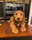 Goldendoodle Puppies for sale in Hurricane, UT 84737, USA. price: $500