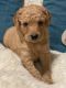 Goldendoodle Puppies for sale in Pensacola, FL, USA. price: NA