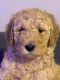 Goldendoodle Puppies for sale in Spartanburg, SC, USA. price: $2,000