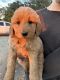 Goldendoodle Puppies for sale in New Bern, NC, USA. price: NA
