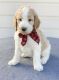 Goldendoodle Puppies for sale in San Antonio, TX, USA. price: $2,000