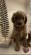Goldendoodle Puppies for sale in Corona, CA, USA. price: $2,000