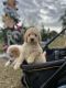 Goldendoodle Puppies for sale in Foley, AL, USA. price: $600