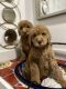 Goldendoodle Puppies for sale in Rome, GA 30165, USA. price: NA