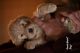 Goldendoodle Puppies for sale in Newark, OH, USA. price: NA
