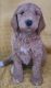 Goldendoodle Puppies for sale in Bloomington, IN, USA. price: $1,700