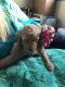 Goldendoodle Puppies for sale in Warrenton, MO, USA. price: $400