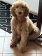 Goldendoodle Puppies for sale in Acworth, GA, USA. price: $1,700